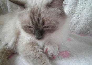 Flore et son chaton - Chatterie Ragdolls du Val de Beauvoir